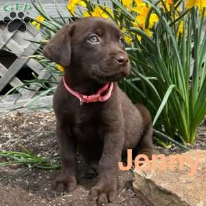 Jenny, Chocolate Labrador Retriever Puppy